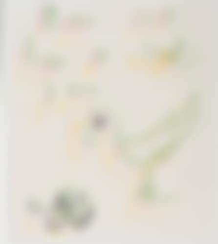 Oiseau en couleur (preview)