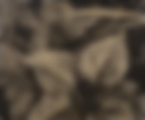 Leaves and raindrops, glacier bay National monument (preview)