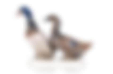 Mallard duck couple (preview)